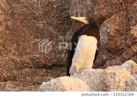Gannet resting on a rock Gannet resting on a rock 110322160