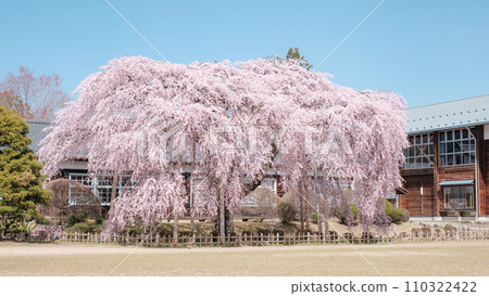 Branched cherry blossoms at Ichihara School 110322422
