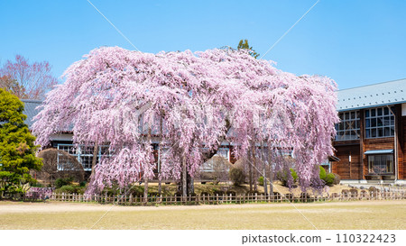 Branched cherry blossoms at Ichihara School 110322423