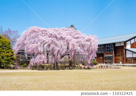 市原學校的分枝櫻花 110322425