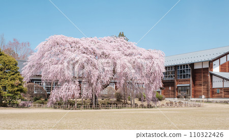 Branched cherry blossoms at Ichihara School 110322426