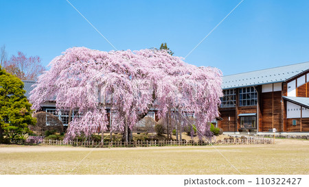 Branched cherry blossoms at Ichihara School Branched cherry blossoms at Ichihara School 110322427