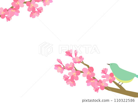 Simple background material of cherry blossoms and warblers Simple background material of cherry blossoms and warblers 110322586