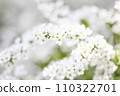 Close-up of snow willow 110322701