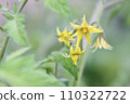 Tomato flowers 110322722