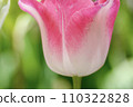 Pink tulip 110322828