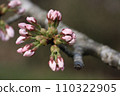 Cherry bud 110322905