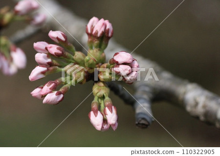 櫻桃芽 櫻桃芽 110322905