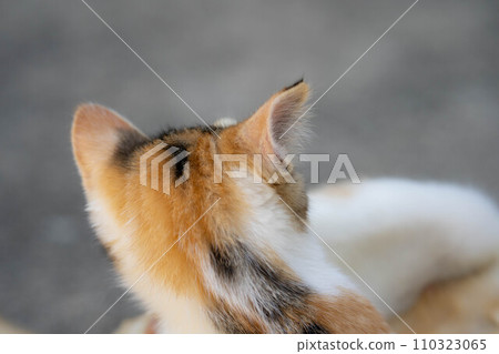 Free-spirited kittens ~ Girlhood ~ Free-spirited kittens ~ Girlhood ~ 110323065