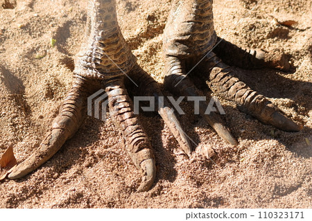 Cassowary's sharp claws Cassowary's sharp claws 110323171