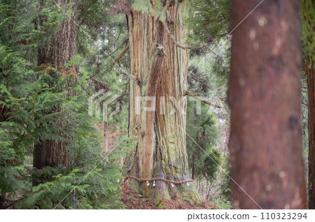 山形 山鄉川玉杉 110323294