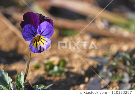 Viola Viola 110323297