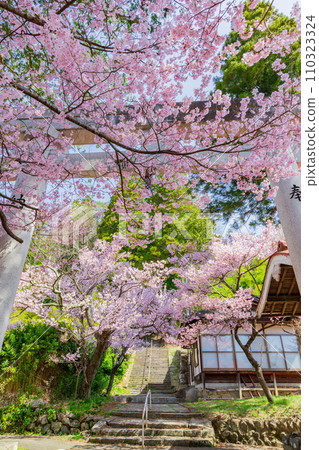 長野縣伊那市高遠町的報持神社櫻花盛開 長野縣伊那市高遠町的報持神社櫻花盛開 110323324