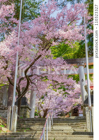 長野縣伊那市高遠町的報持神社櫻花盛開 長野縣伊那市高遠町的報持神社櫻花盛開 110323327