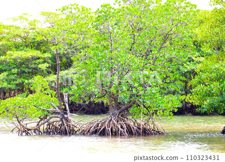 Scenery of Nakama River Mangrove Cruise on Iriomote Island, Okinawa Scenery of Nakama River Mangrove Cruise on Iriomote Island, Okinawa 110323431