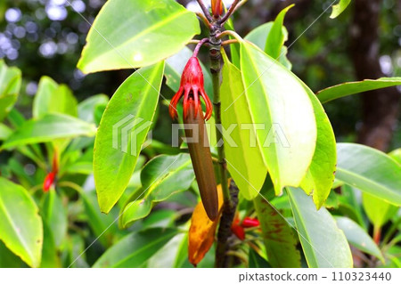 西表島仲間川產的 Ohirugi 水果 110323440