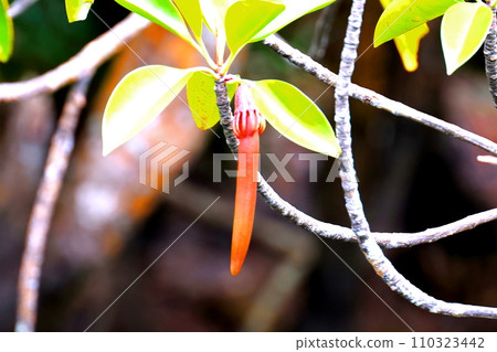 西表島仲間川產的 Ohirugi 水果 110323442