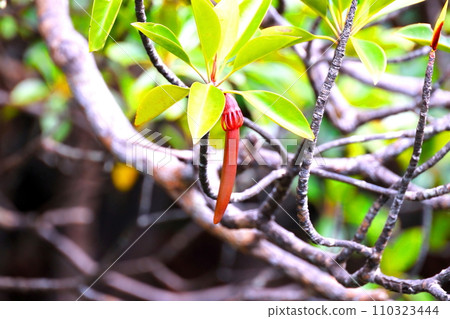 西表島仲間川產的 Ohirugi 水果 110323444