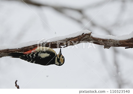 紅頭啄木鳥棲息在雪中的樹枝上 紅頭啄木鳥棲息在雪中的樹枝上 110323540