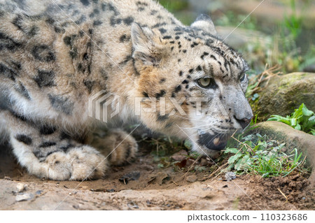 Snow leopard in Tama Zoological Park 110323686