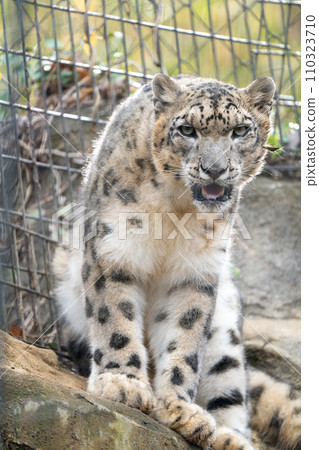 多摩動物公園的雪豹 110323710