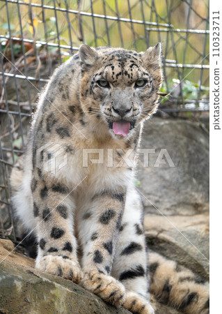 多摩動物公園的雪豹 110323711