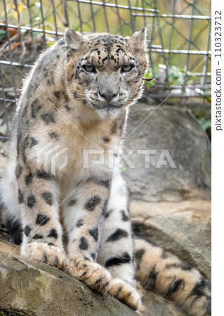 Snow leopard in Tama Zoological Park 110323712