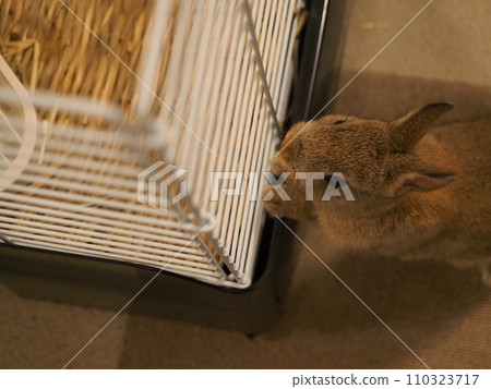 Indoor breeding of rabbits (Netherland dwarf)/Room Po 14 110323717