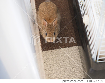 Indoor breeding of rabbits (Netherland dwarf)/Room Po 13 110323718