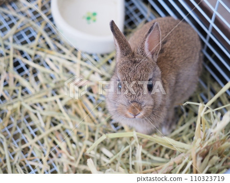 Rabbit sitting in a cage (Netherland dwarf) 110323719