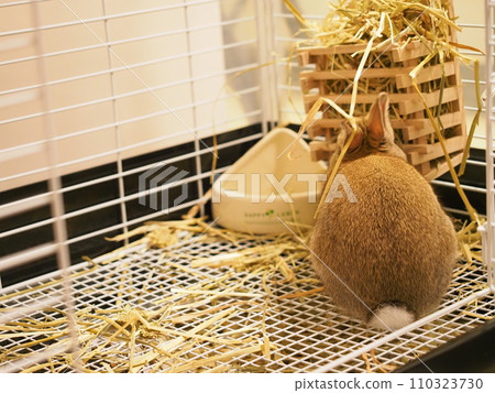 Back view of rabbit (Netherland dwarf)/inside the cage Back view of rabbit (Netherland dwarf)/inside the cage 110323730
