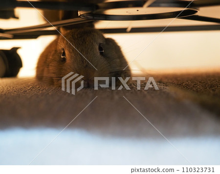 Rabbit hiding under the cage (Netherland dwarf)/Roompo Rabbit hiding under the cage (Netherland dwarf)/Roompo 110323731