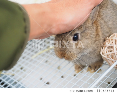 Rabbit being petted on the head in a cage (Netherland dwarf) 2 Rabbit being petted on the head in a cage (Netherland dwarf) 2 110323743