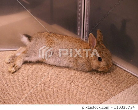躺在地毯上的兔子（荷蘭矮人）/Roompo 3 110323754