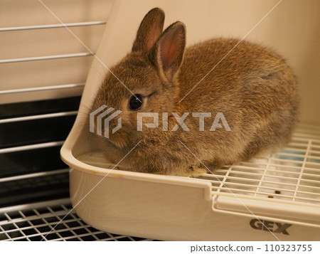 兔子在籠子裡放鬆(荷蘭矮人)/室內飼養 兔子在籠子裡放鬆(荷蘭矮人)/室內飼養 110323755