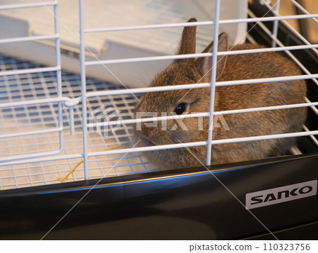 兔子在籠子裡休息（荷蘭矮人）/室內飼養 110323756