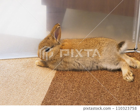 Rabbit lying on the carpet (Netherland dwarf)/Roompo 110323758