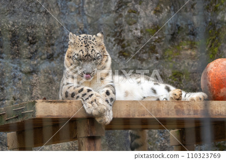 多摩動物公園的雪豹 110323769