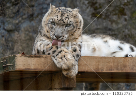 多摩動物公園的雪豹 110323785