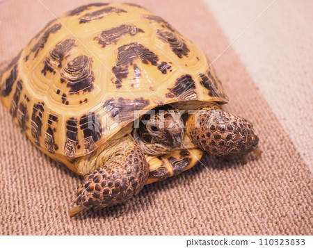 Horsfield tortoise room 3 Horsfield tortoise room 3 110323833