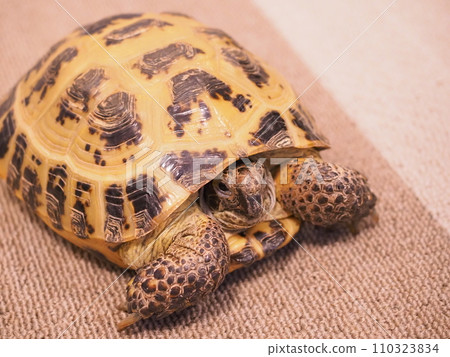 霍斯菲爾德龜房 2 110323834