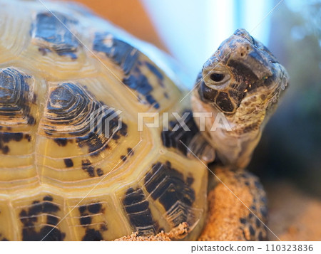 Horsfield tortoise breeding 4 Horsfield tortoise breeding 4 110323836