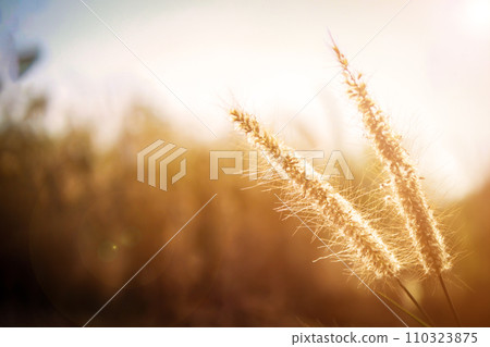 Morning sun nature background with golden light Morning sun nature background with golden light 110323875