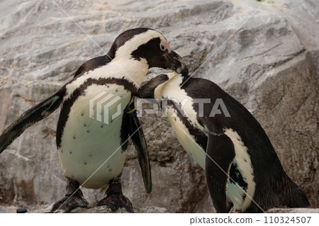 Friendly Humboldt penguins grooming each other 110324507