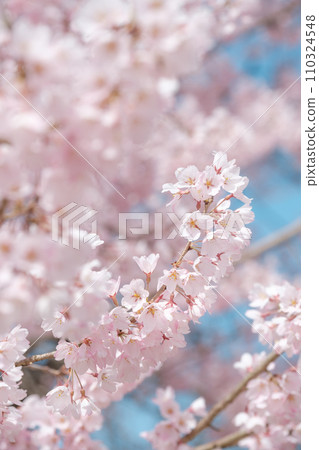 Cherry Blossoms	 110324548