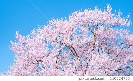 Cherry tree in full bloom  110324793