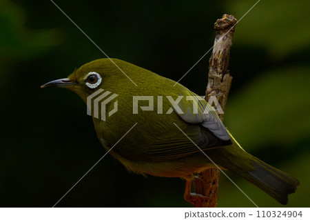 White-eye 110324904