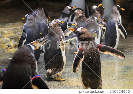 Back view of running penguins 110324960