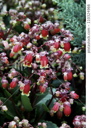 Karancoe Wendy 110324966