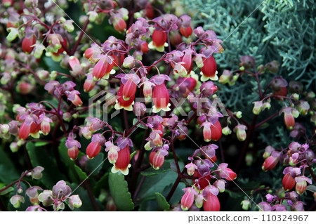 Karancoe Wendy Karancoe Wendy 110324967